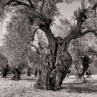 Olivenbaum, Mallorca, Spanien