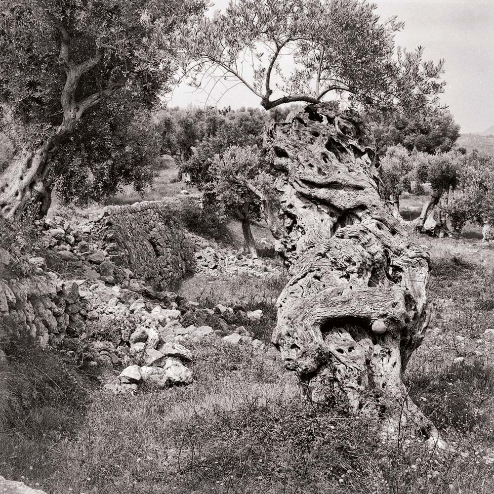 Olivenbaum, Mallorca, Spanien