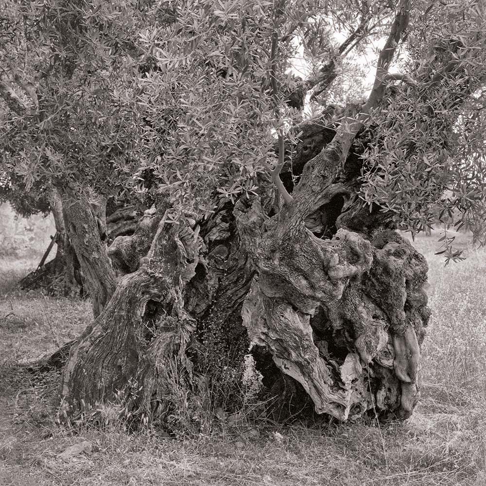 Olivenbaum, Mallorca, Spanien