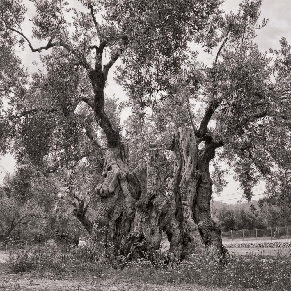 Olivenbaum, Mallorca, Spanien