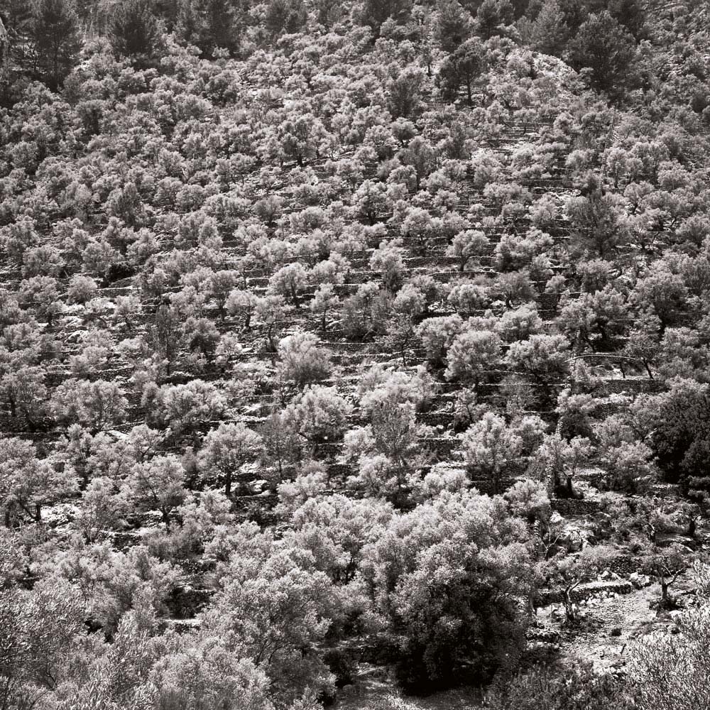 Olivenbaum, Mallorca, Spanien