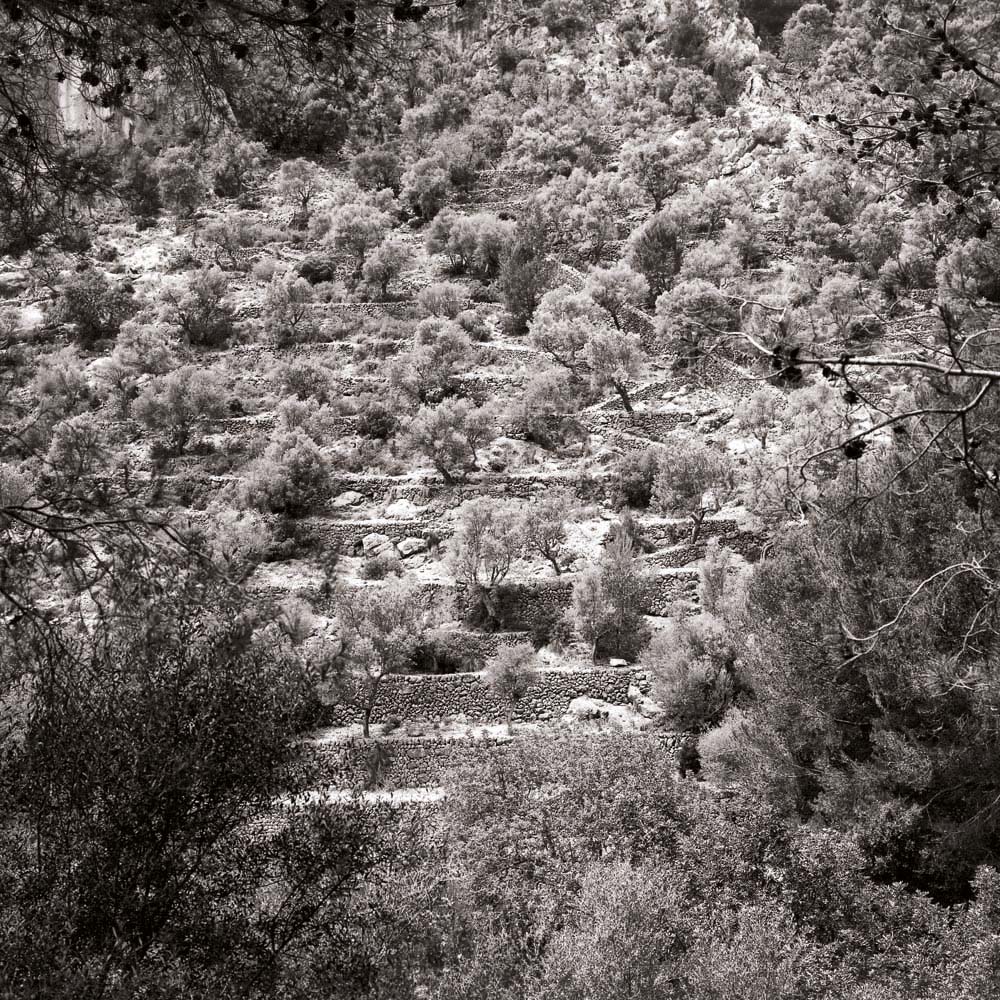 Olivenbaum, Mallorca, Spanien