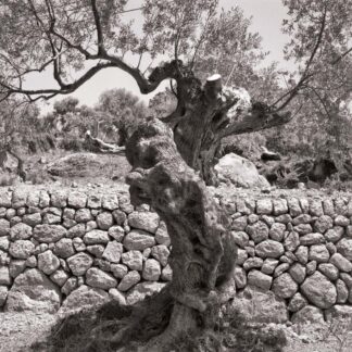 Olivenbaum, Mallorca, Spanien