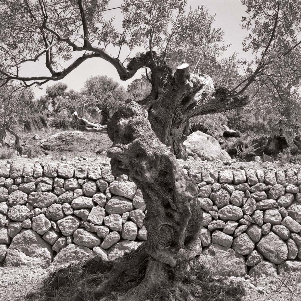Olivenbaum, Mallorca, Spanien