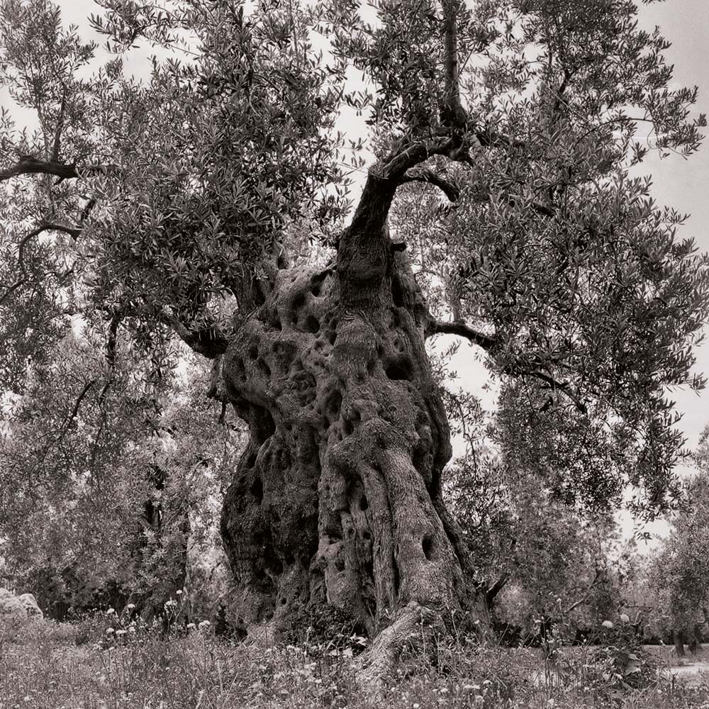 Olivenbaum, Mallorca, Spanien