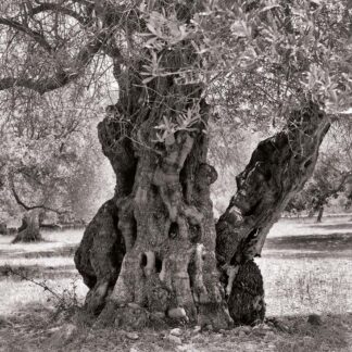 Olivenbaum, Mallorca, Spanien