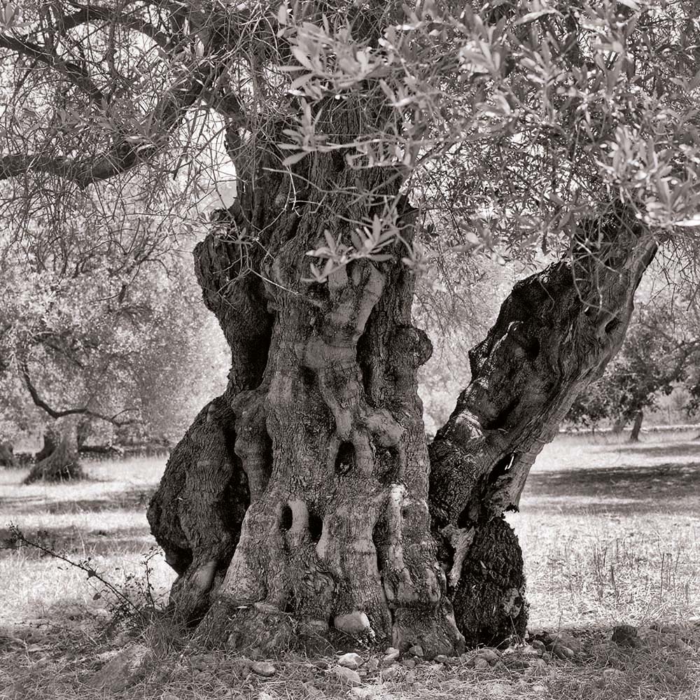 Olivenbaum, Mallorca, Spanien