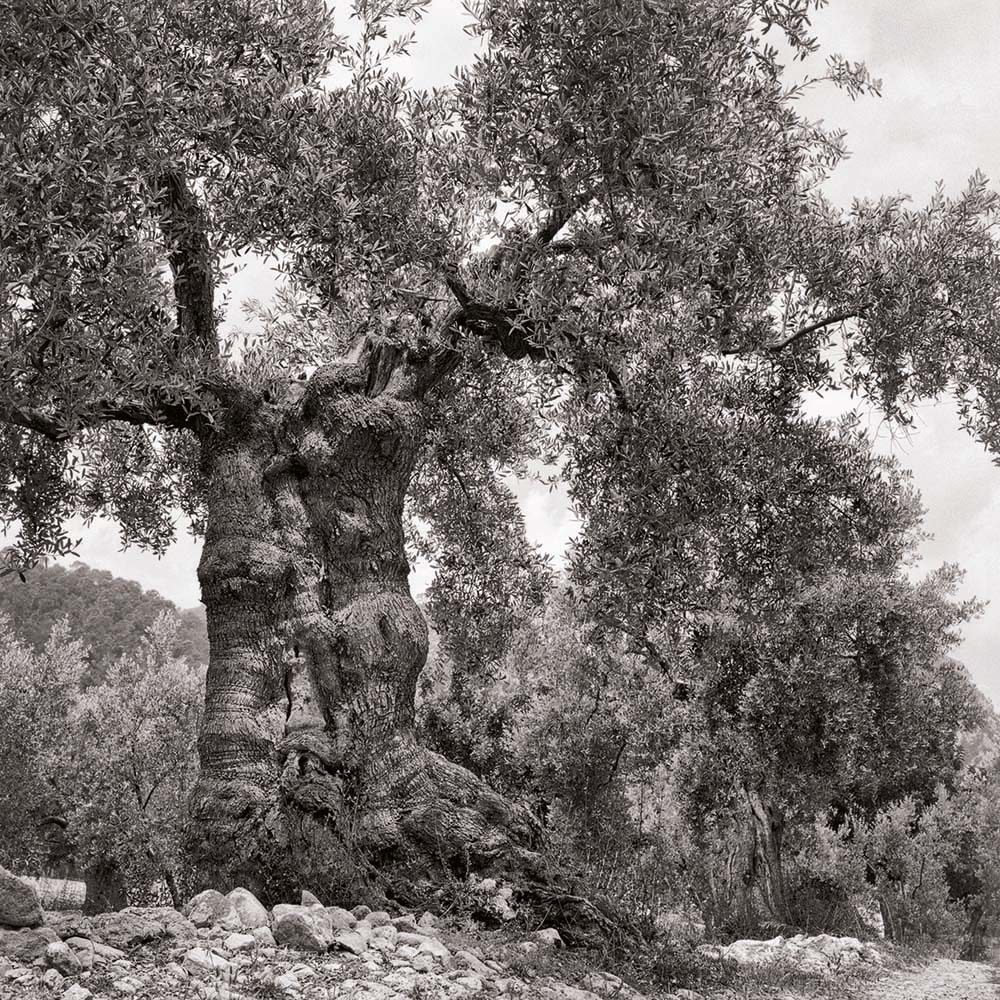 Olivenbaum, Mallorca, Spanien