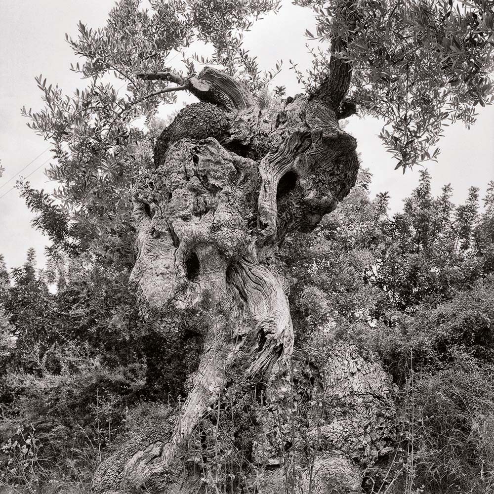 Olivenbaum, Mallorca, Spanien