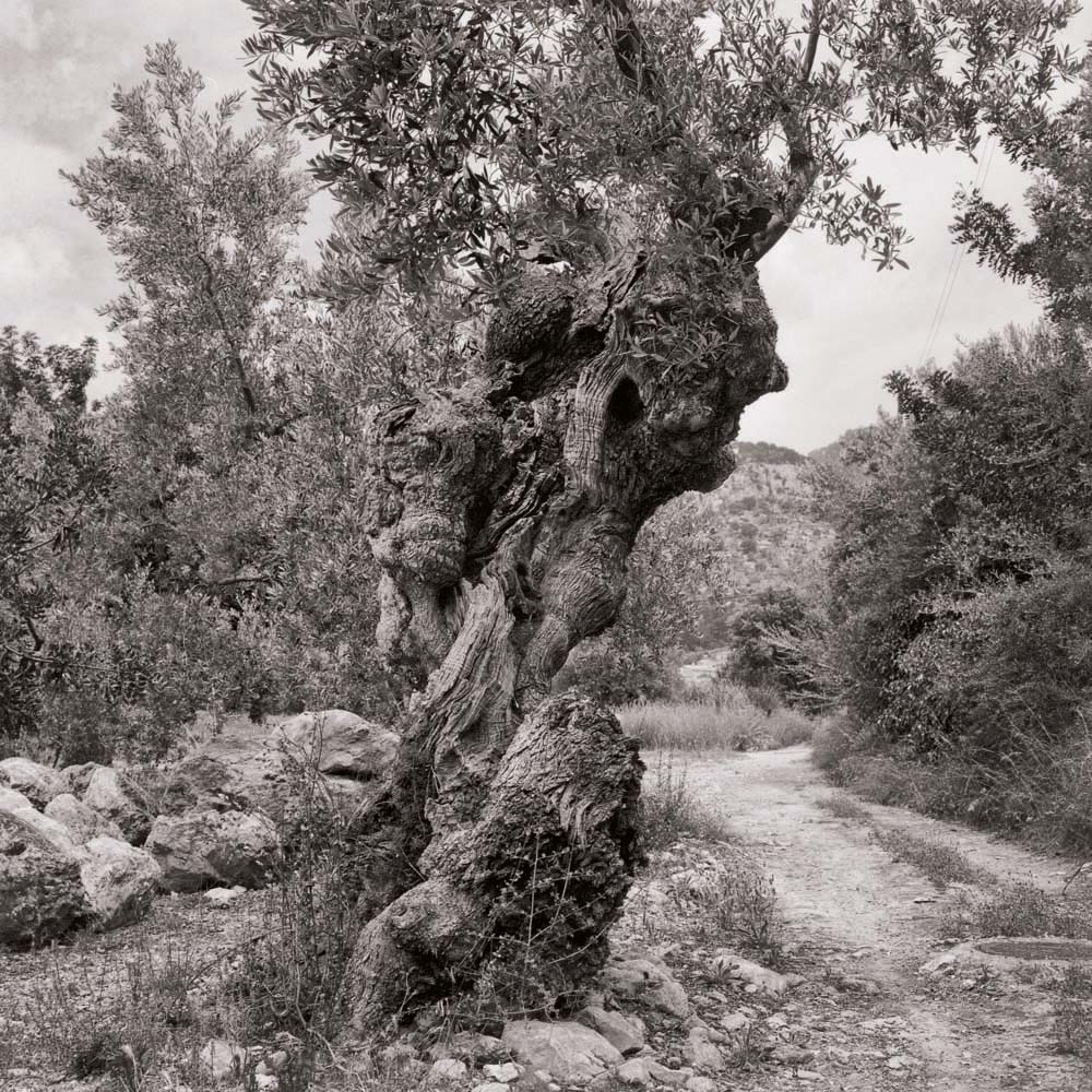 Olivenbaum, Mallorca, Spanien