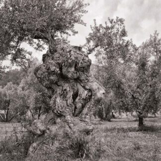 Olivenbaum, Mallorca, Spanien