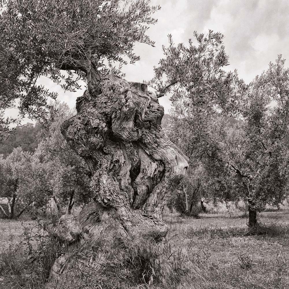 Olivenbaum, Mallorca, Spanien
