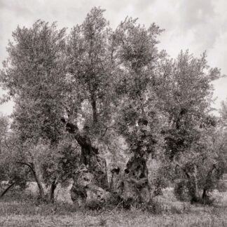 Olivenbaum, Mallorca, Spanien