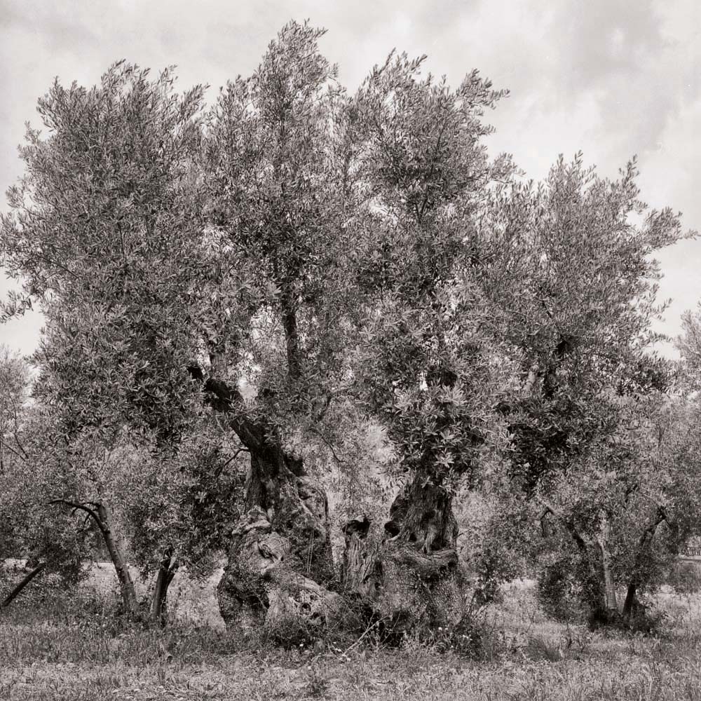 Olivenbaum, Mallorca, Spanien