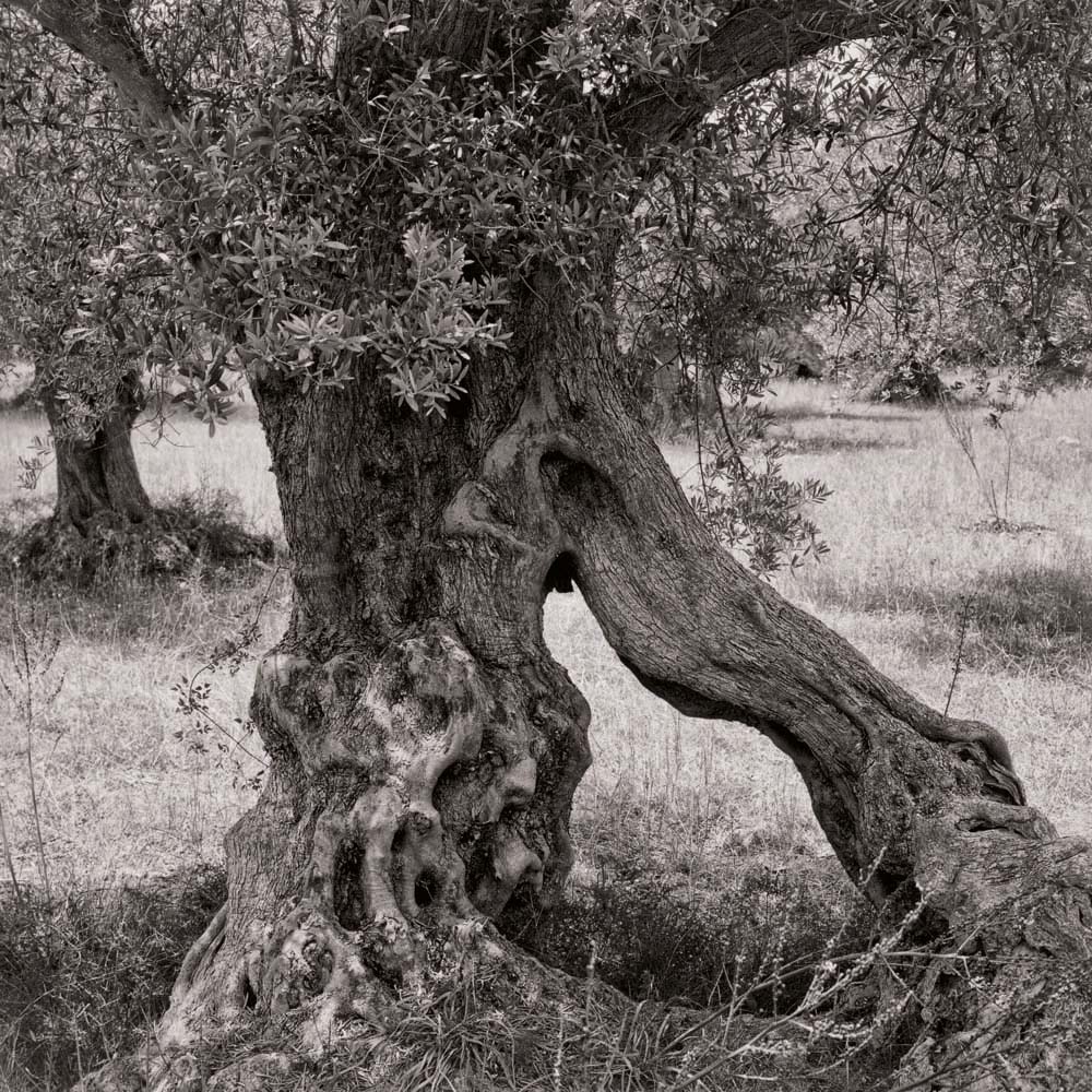 Olivenbaum, Mallorca, Spanien
