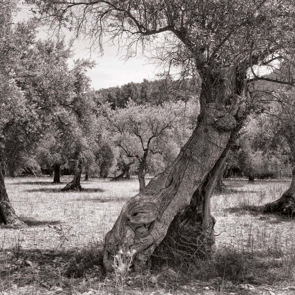 Olivenbaum, Mallorca, Spanien
