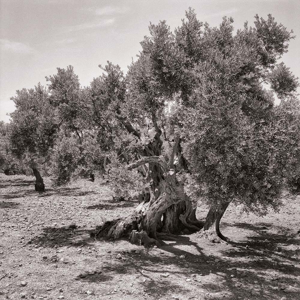 Olivenbaum, Mallorca, Spanien