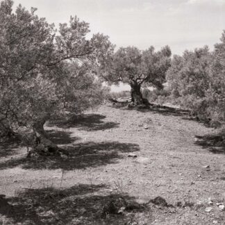 Olivenbaum, Mallorca, Spanien