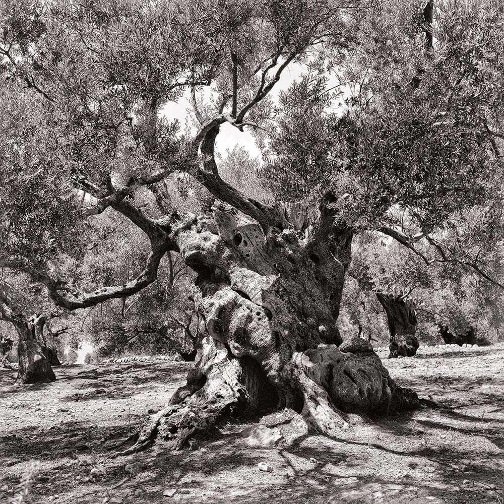 Olivenbaum, Mallorca, Spanien
