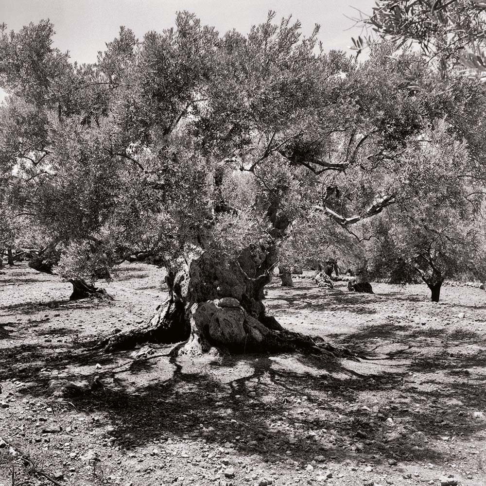 Olivenbaum, Mallorca, Spanien
