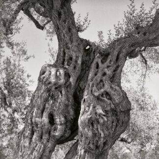 Olivenbaum, Mallorca, Spanien