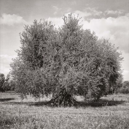 Olivenbaum, Toscana, Italien