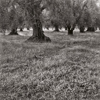 Olivenbaum, Toscana, Italien