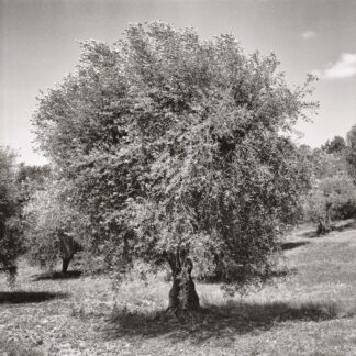 Olivenbaum, Toscana, Italien