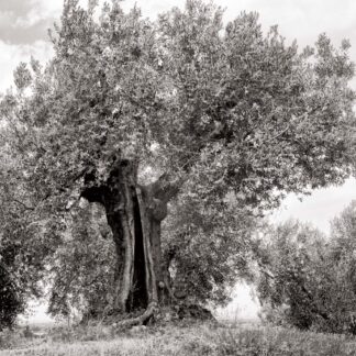 Olivenbaum, Toscana, Italien