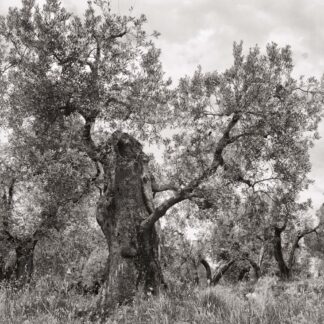 Olivenbaum, Toscana, Italien