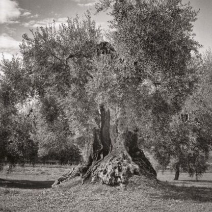 Olivenbaum, Toscana, Italien