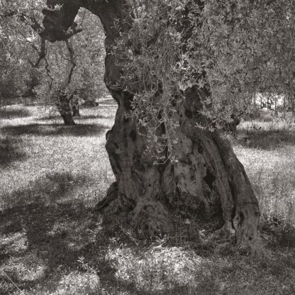 Olivenbaum, Mallorca, Spanien