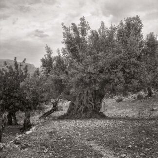 Olivenbaum, Mallorca, Spanien