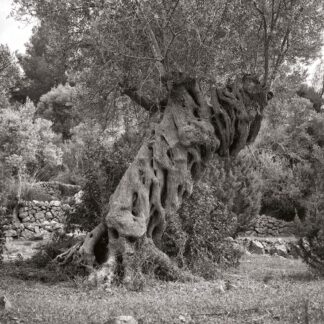 Olivenbaum, Mallorca, Spanien