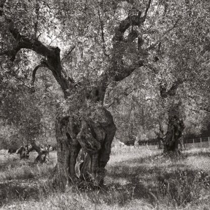 Olivenbaum, Mallorca, Spanien