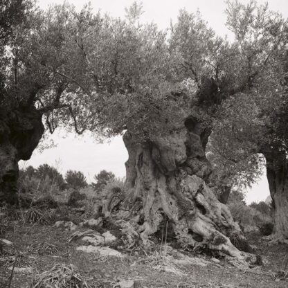 Olivenbaum, Mallorca, Spanien