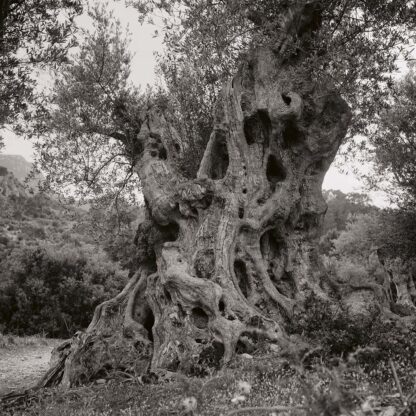 Olivenbaum, Mallorca, Spanien