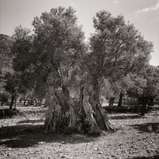 Olivenbaum, Mallorca, Spanien