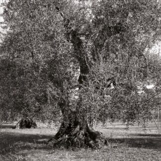 Olivenbaum, Toscana, Italien