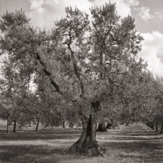 Olivenbaum, Toscana, Italien