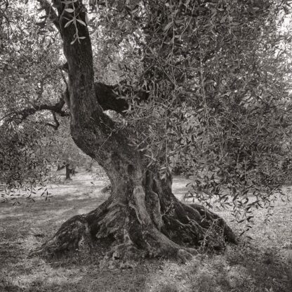 Olivenbaum, Toscana, Italien