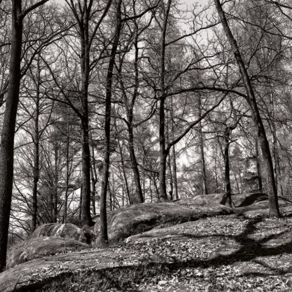 Blockheide, Waldviertel, Österreich